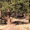 Quaking Aspen Trail, Zuni Mountains