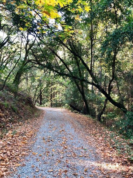 Beautiful, wide trail to hike with friends and family.