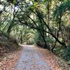 Beautiful, wide trail to hike with friends and family.