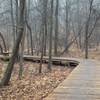 Boardwalk spanning the flood plain of Massey Creek on the South Branch Loop.