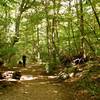 Amicalola Falls