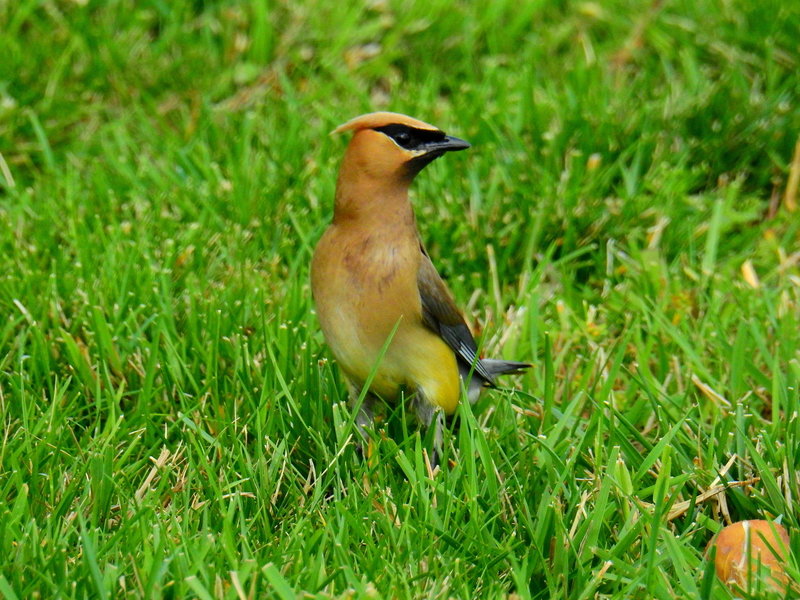 Cedar Waxwing