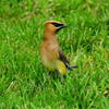 Cedar Waxwing