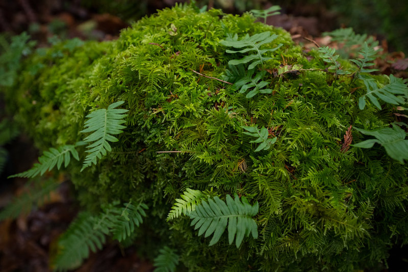 Moss and ferns, what a mix.