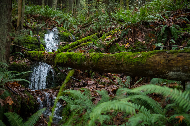 Forest waterfalls dot the Hillside Trail.