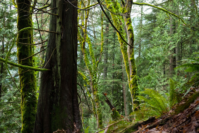 Samish Park is richly forest area that makes for a fun outing.