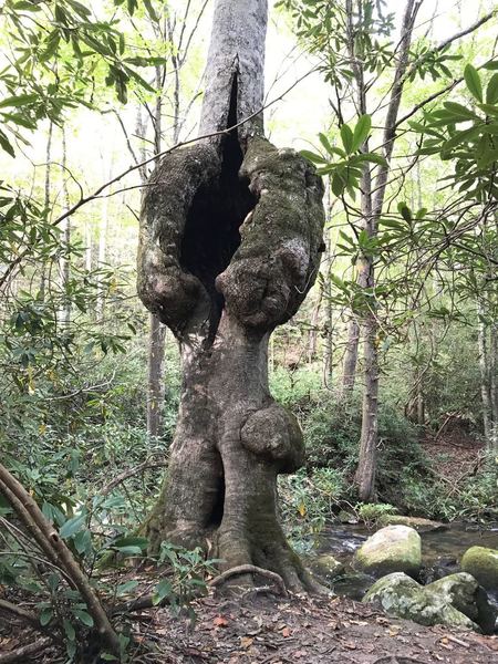 Tree with a large unusual knot along Jones Gap Trail.