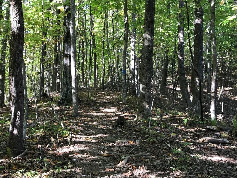 The upper part of Tom Miller trail opens up with the under brush and levels out a little more before exiting (or starting, depending on direction) into a shared parking lot with other trail heads.