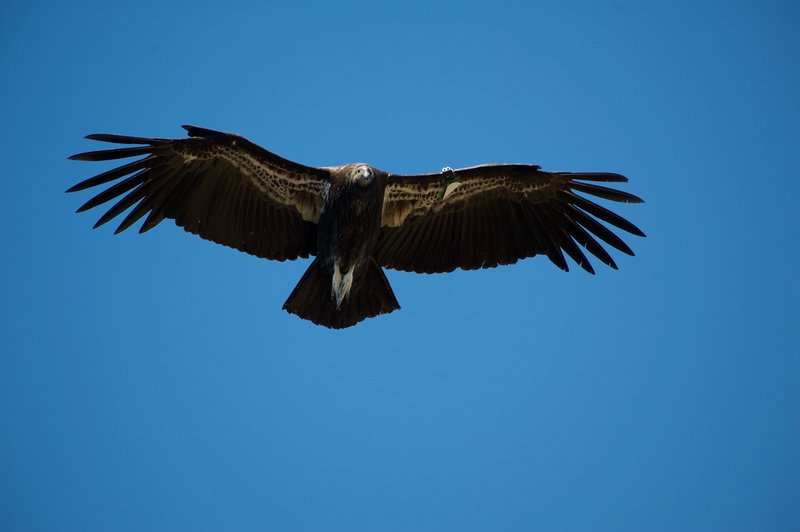 A juvenile california condor, as evidenced by the black head, glides on thermals around the High Peaks.