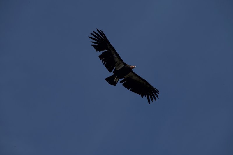 Condor 688 (Black 88).  If you visit the High Peaks, especially in the afternoon, you may get lucky to see one of these endangered animals.