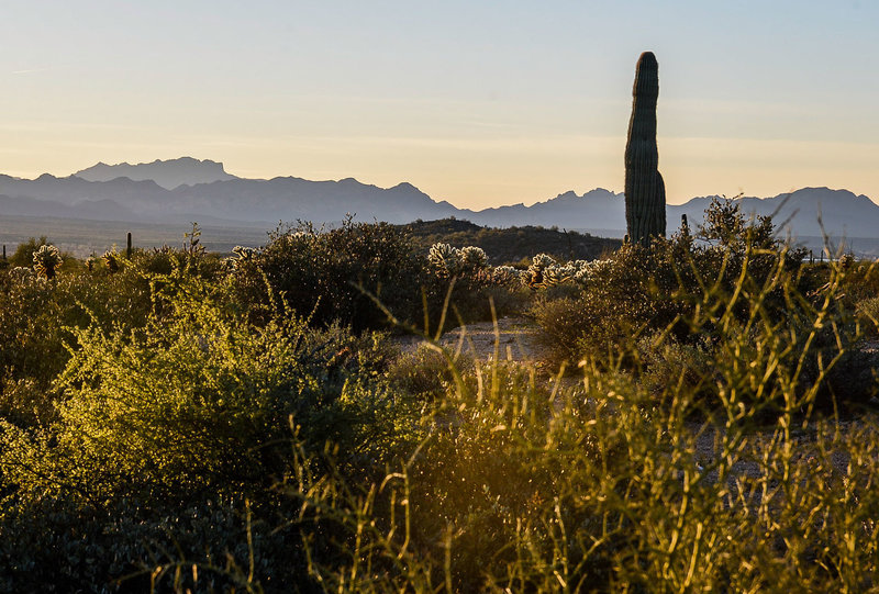 Sonoran Desert