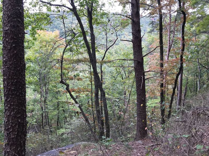 Climbing fast up steep parts of Pinnacle Pass trail, a few openings will give little views out into the surrounding valley you were just at with Oil Camp Creek.