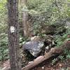 Sections of Pinnacle Pass Trail will require a little climbing, not all spots as comfortable looking as this but some areas like this also make you pause, looking for where the trail goes when it almost feels like a dead end.