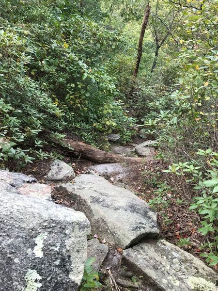 Parts of Pinnacle Pass trail has steep sections of rock hopping... good shoes, walking sticks recommend on this trail and not easy on legs.