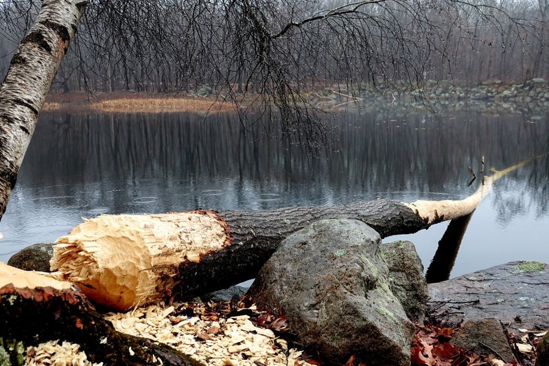 The Jefferson Township, NJ beavers were hard at work over Thanksgiving weekend.