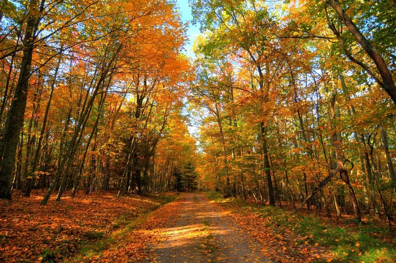 Fall in West Virginia