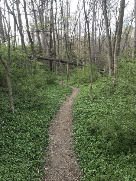 Smooth singletrack in springtime