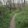 Smooth singletrack in springtime