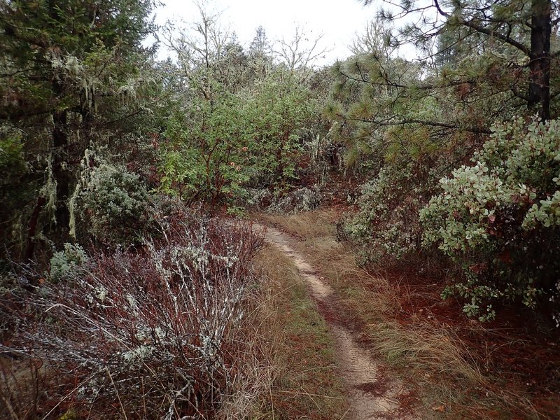 Along the much faded old road which is the Stringer Gap Trail