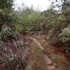 Along the much faded old road which is the Stringer Gap Trail