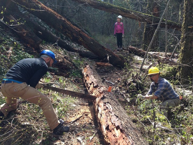 Taking a crosscut saw to the log fall on Buck Creek trail