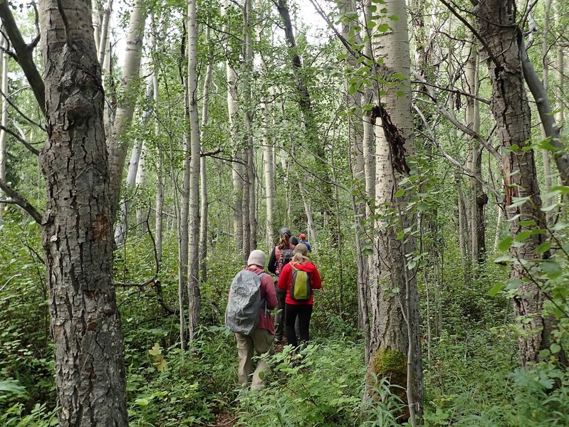 Going through the aspen forest after leaving the outwash plain