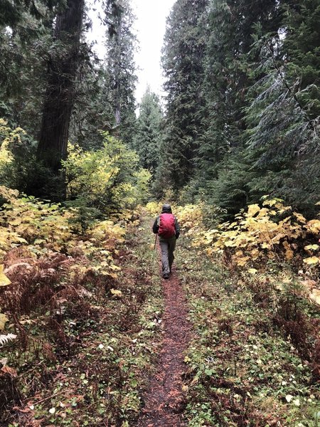 Hughes Meadows Trail, Priest Lake area, Idaho