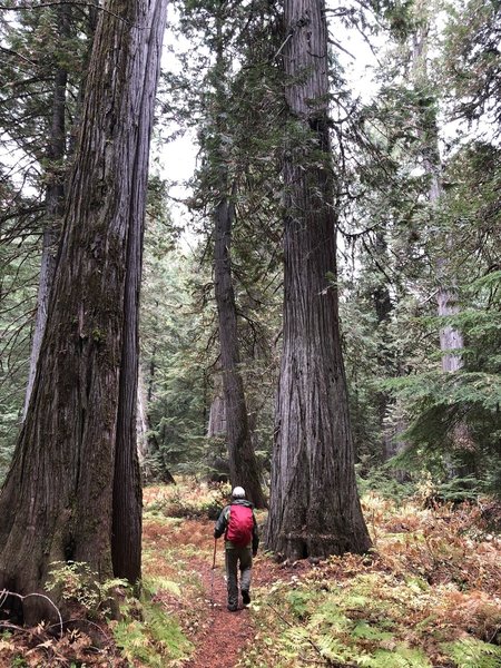 Cedars near Hughes Meadows, Priest Lake area, Idaho