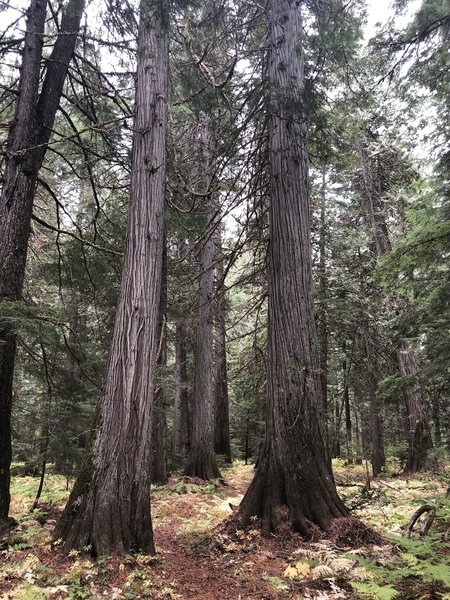 Cedars in the Hughes Meadow area, Priest Lake area, Idaho