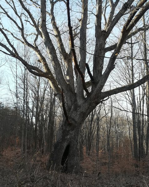 An impressive tree. A child could hide in it! Located along the northern stretch of Grubb Ridge Trail in the Deam Wilderness.