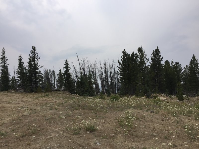 A View at the top of Starvation Mt taken 8-12-2017; a long climb from beaver creek.