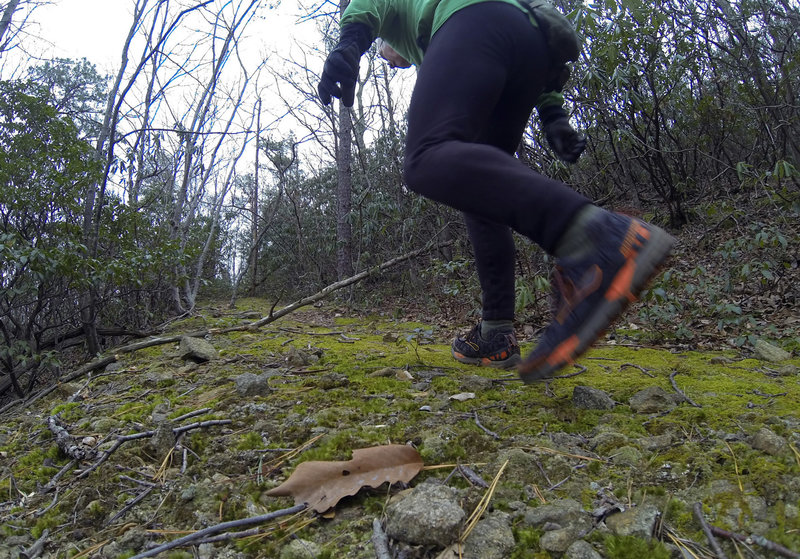 Terrapin Mountain Trail. About 10 miles. Shoes-Brooks Cascadia