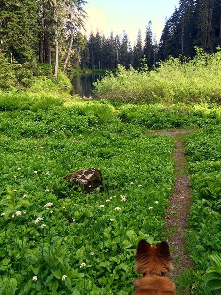 Camping on the Mountain Loop.