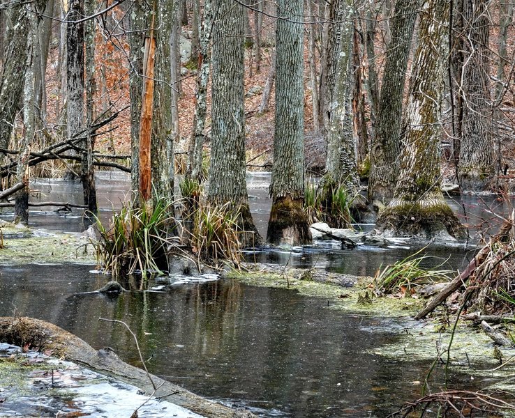 An iced over swamp along the Lake Hopatcong Trail in NJ.