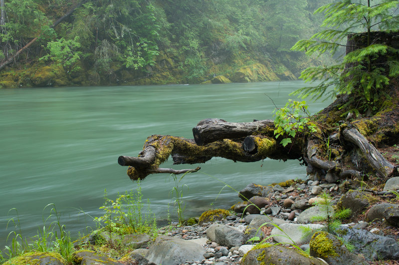 Cowlitz River