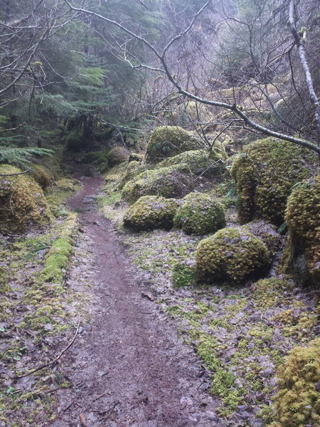 Gorgeous moss covered rock sections dotted the trail.