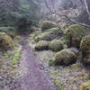 Gorgeous moss covered rock sections dotted the trail.