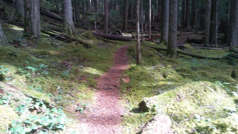 So much green. A thick layer of moss surrounds the trail