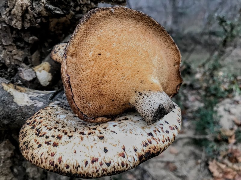 The lowlands along the river provide plenty of edible mushrooms