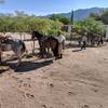 Saddling up at El Carmen