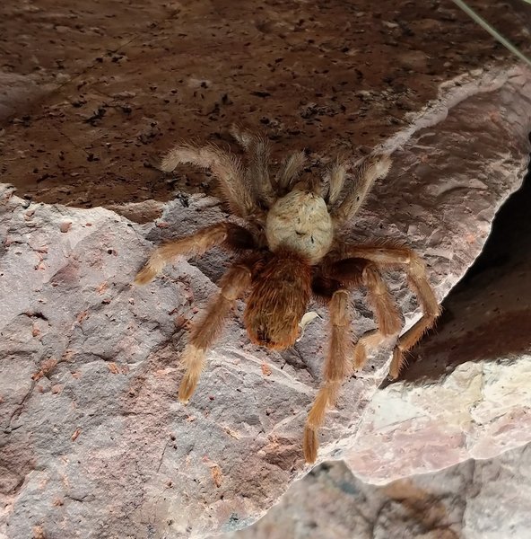 The Desert Tarantula (Aphonopelma chalcodes).