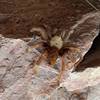 The Desert Tarantula (Aphonopelma chalcodes).