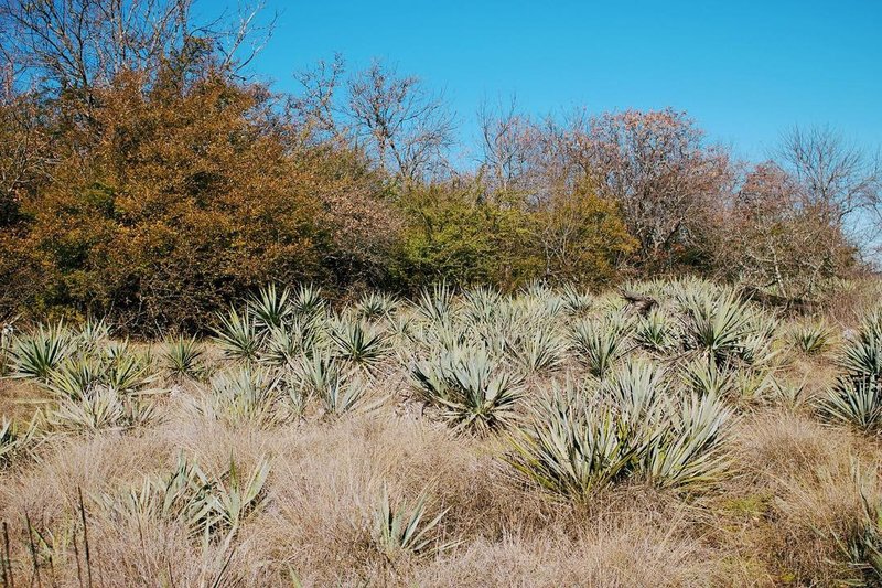 One of the many Yucca fields along the trail. So many birds too!