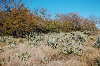One of the many Yucca fields along the trail. So many birds too!