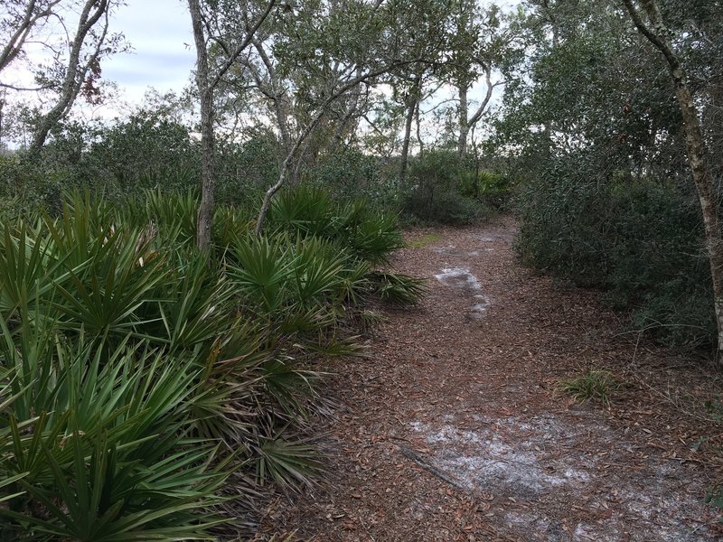 Hard-packed sand trail along Ochlockonee River