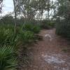 Hard-packed sand trail along Ochlockonee River