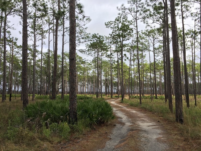 Doubletrack through the pines