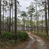 Doubletrack through the pines