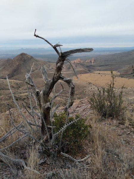 Remnants of wildfire.