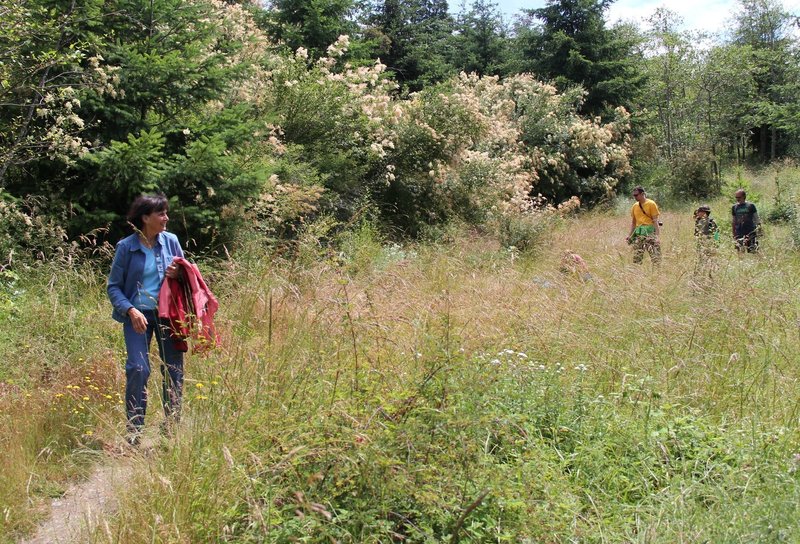 Hiking through the meadow - enjoying the flowing plants and birds.